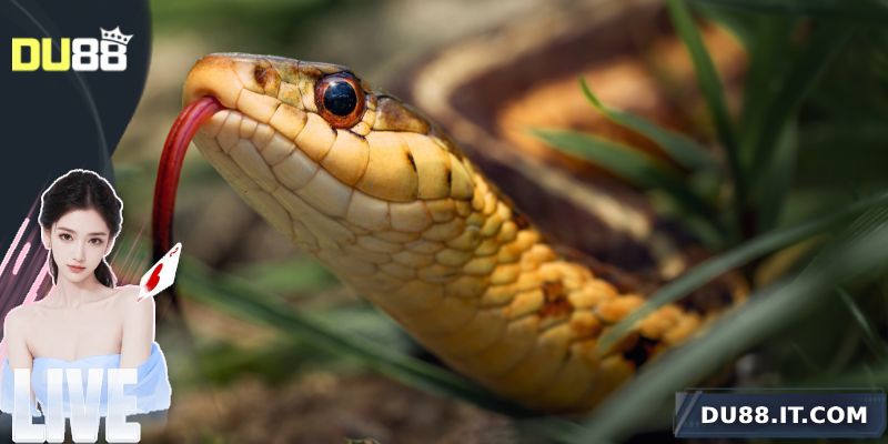 Mơ thấy rắn được mọi người quan tâm