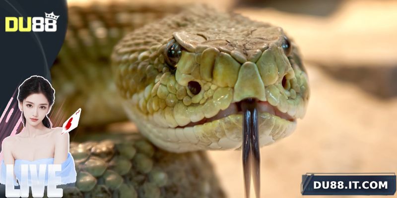 Mộng thấy rắn nên lựa chọn số nào?