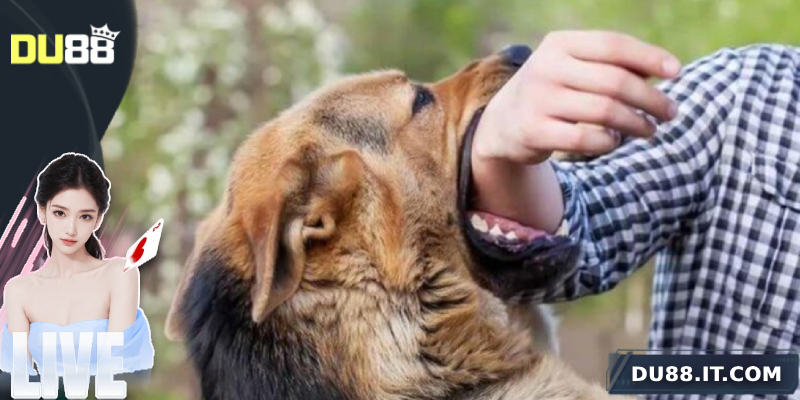 Giải mã giấc mơ thấy chó cắn