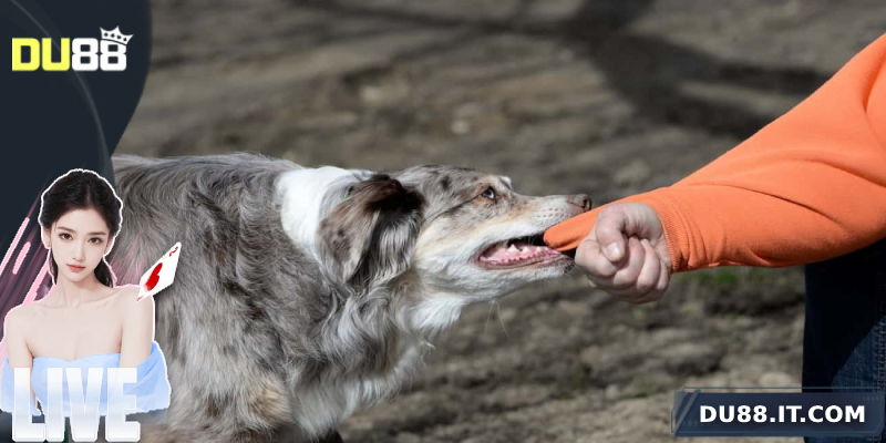 Mơ thấy chó cắn đánh số gì?