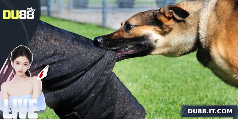 Mơ thấy chó cắn điềm gì?